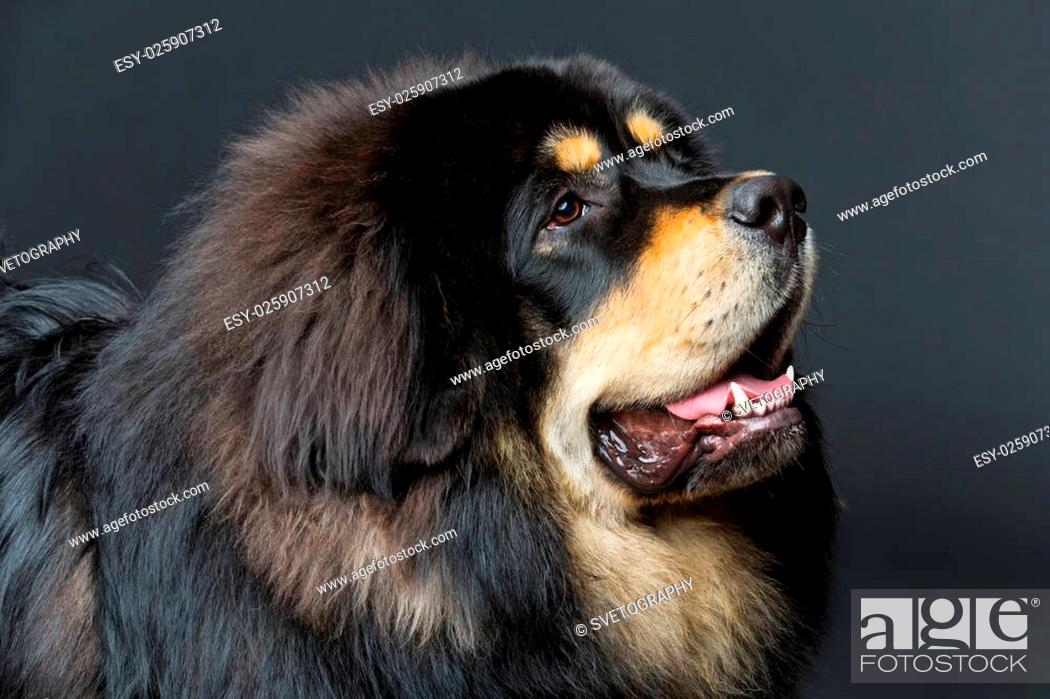 Closeup portrait of big beautiful Tibetan mastiff dog over black  background, Stock Photo, Picture And Low Budget Royalty Free Image. Pic.  ESY-025907312 | agefotostock
