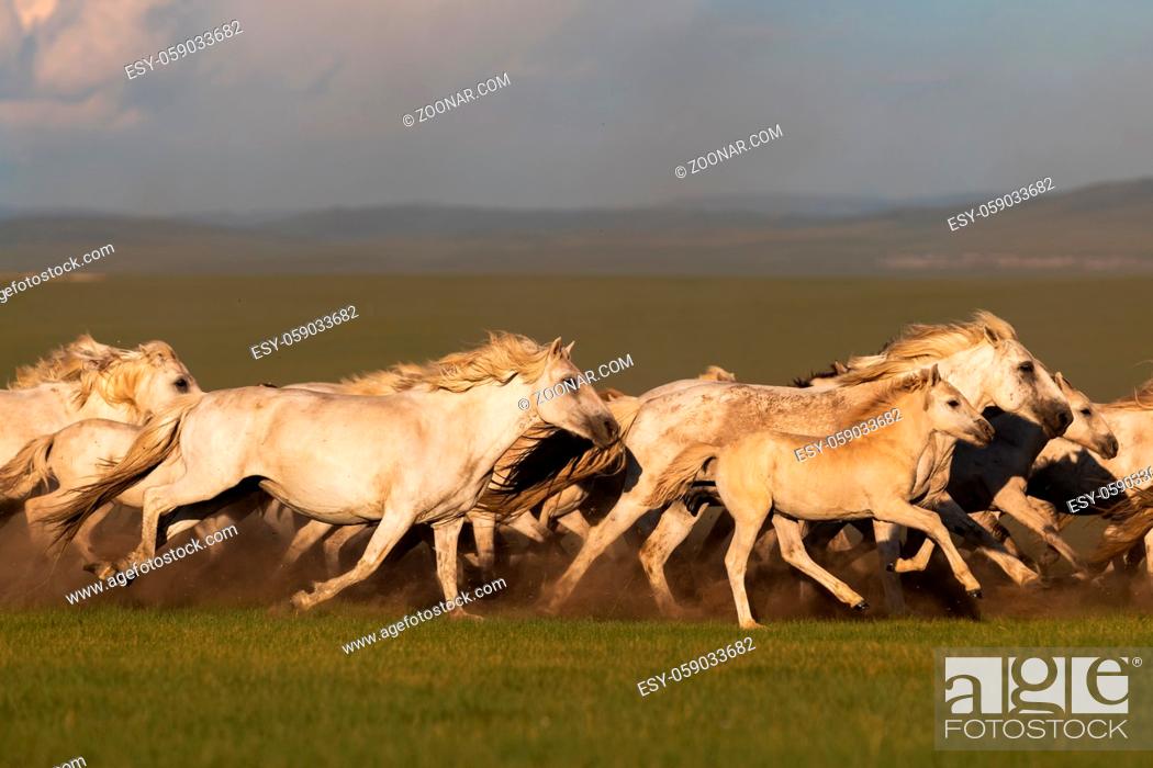 Stock Photo: Mongolian white wild horses running on the endless grasslands.