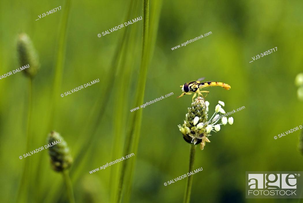 Imagen: small insect libelula, macro photography, location banyoles, girona, catalonia, spain, .