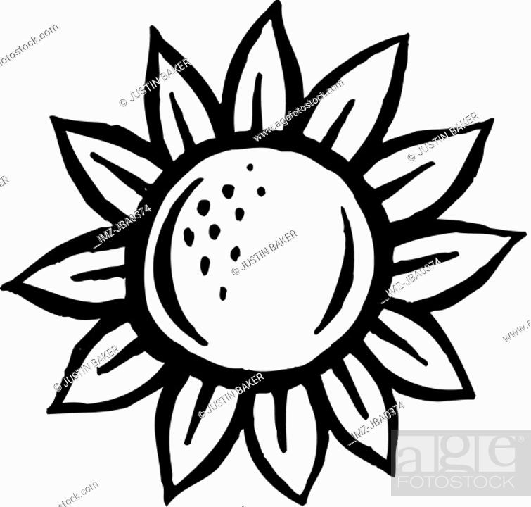 A black and white picture of a sunflower, Stock Photo, Picture And Royalty  Free Image. Pic. IMZ-JBA0374 | agefotostock