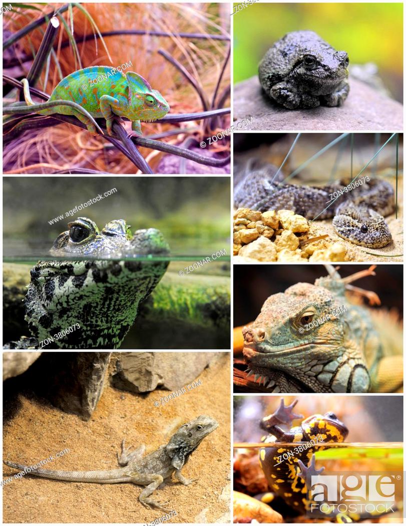 Stock Photo: pictures of reptiles and amphibians in terrariums.