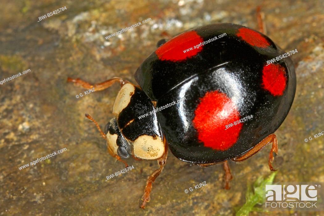 Stock Photo: multicoloured Asian beetle (Harmonia axyridis), sits on a stone, Austria.