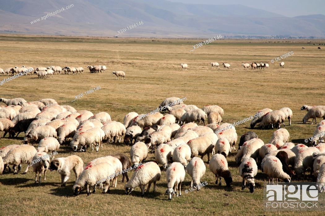 Stock Photo: flock of sheep, highland to the west od erzurum, eastern anatolia, turkey, asia.