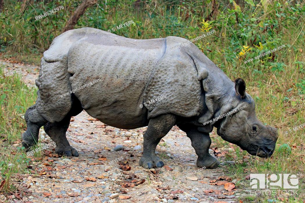 Indian rhinoceroses Stock Photos and Images | agefotostock