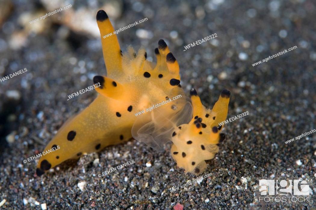 Stock Photo: Pair of Nudibranchs trade Gametes, Thecacera spec., Komodo, Indonesia.