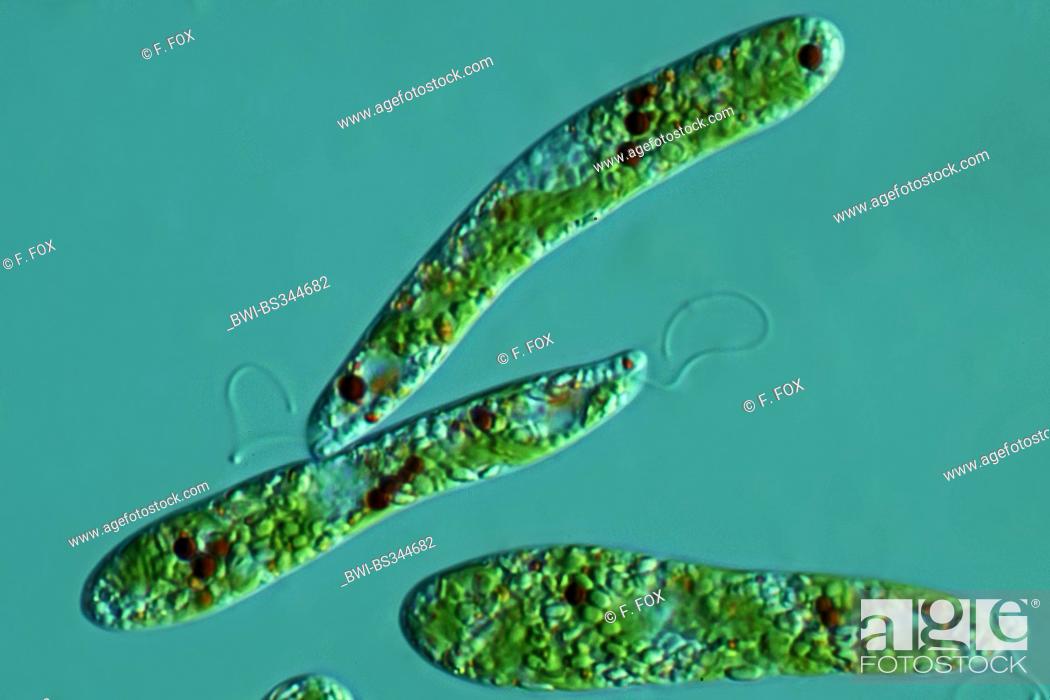 Imagen: Euglena spec. (Euglena spec.), in differential interference contrast.