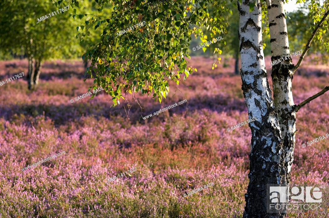 Stock Photo: birch trees in the behringer heide, in the background the flowers of the common heather glow in the sunlight, nature reserve near behringen near bispingen.