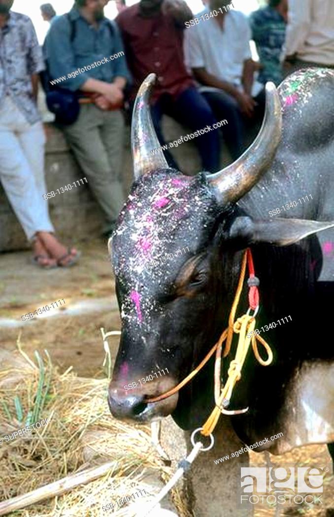 India, Tamil Nadu State, Madurai, Decorated Jallikattu bull at Siravayal,  South India, Stock Photo, Picture And Rights Managed Image. Pic.  SSB-1340-1111 | agefotostock