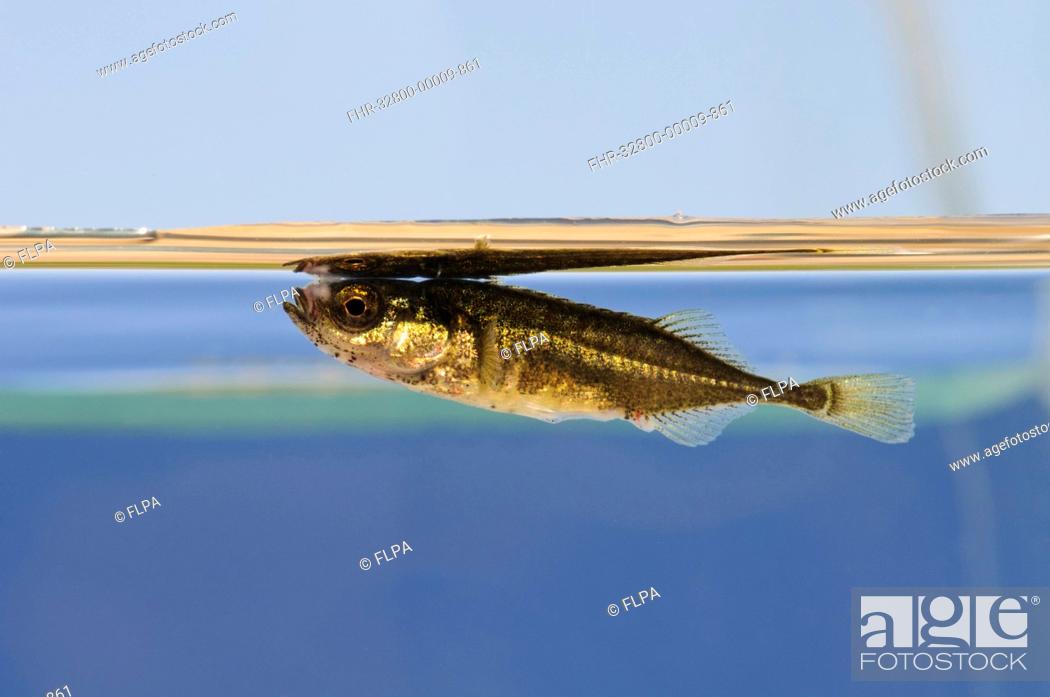 Stock Photo: Nine-spined Stickleback (Pungitius pungitius) adult, swimming just below water surface, Crossness Nature Reserve, Bexley, Kent, England.