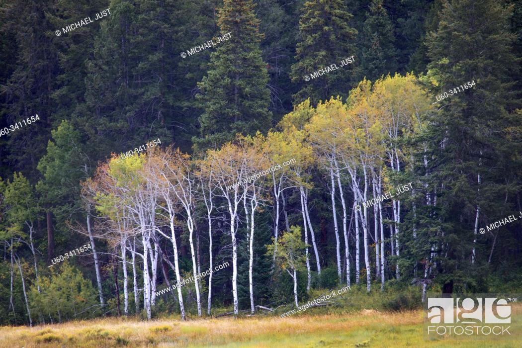 Imagen: Aspen trees start to show their colors in early autumn in the mountains of Colorado.