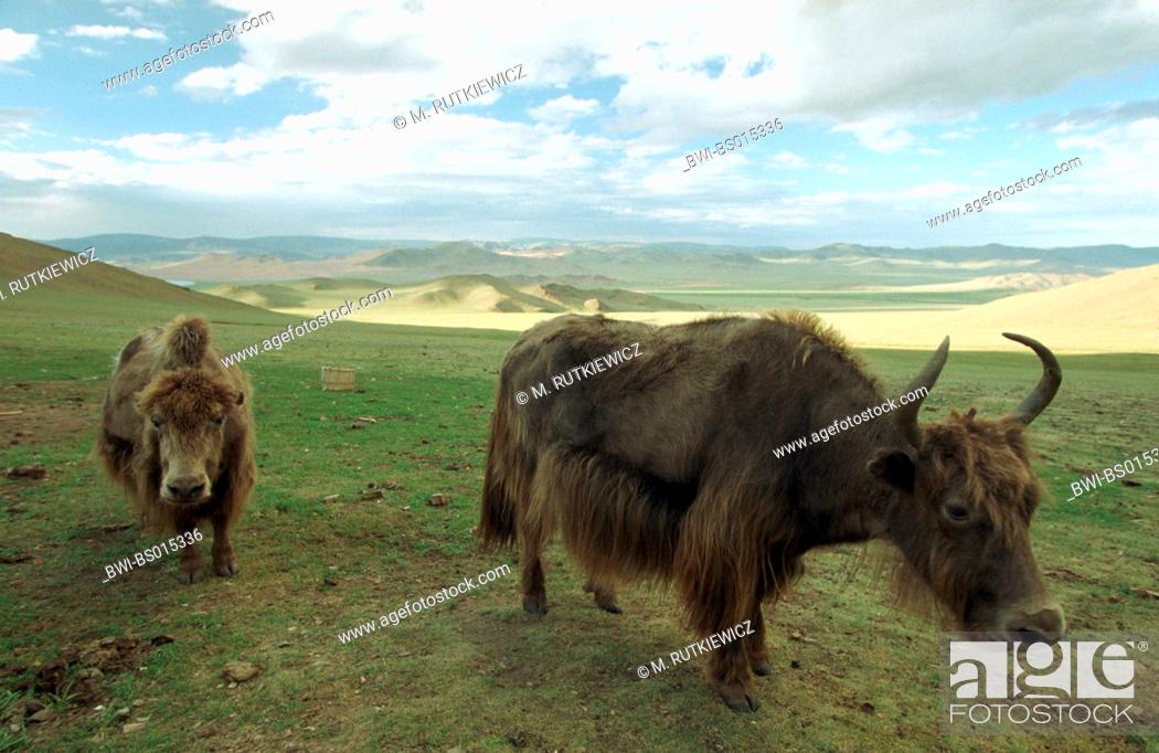 Reprimir Guinness crédito yak (Bos grunniens, Bos mutus), yaks in steppe, charming landscape one day  travel away from Uliastai, Foto de Stock, Imagen Derechos Protegidos Pic.  BWI-BS015336 | agefotostock