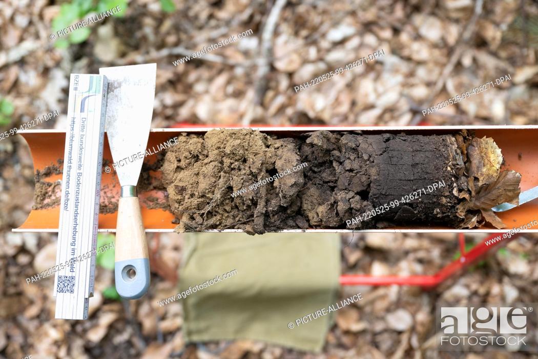 Stock Photo: 25 May 2022, Saxony, Dresden: A soil sample lies in the forest district of Dresden on the occasion of a press event for the third soil condition survey in.