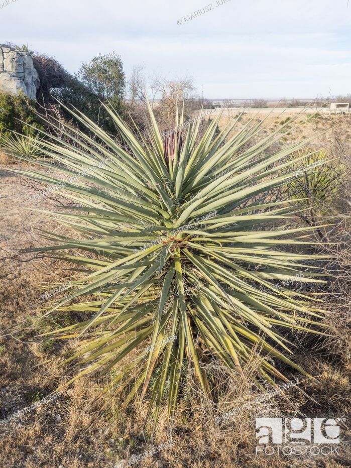Photo de stock: Banana yucca (Yucca baccata) is a common species of yucca native to the deserts of the southwestern United States and northwestern Mexico.