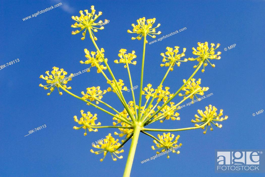 Fennel Flower In Front Of A Blue Sky Foeniculum Vulgare Stock Photo Picture And Royalty Free Image Pic Ibk 749113 Agefotostock