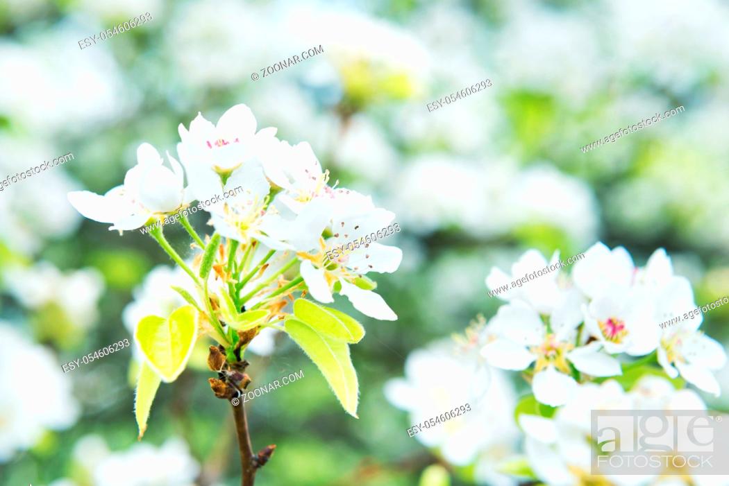 Stock Photo: Blossom pear tree in white flowers and green background.