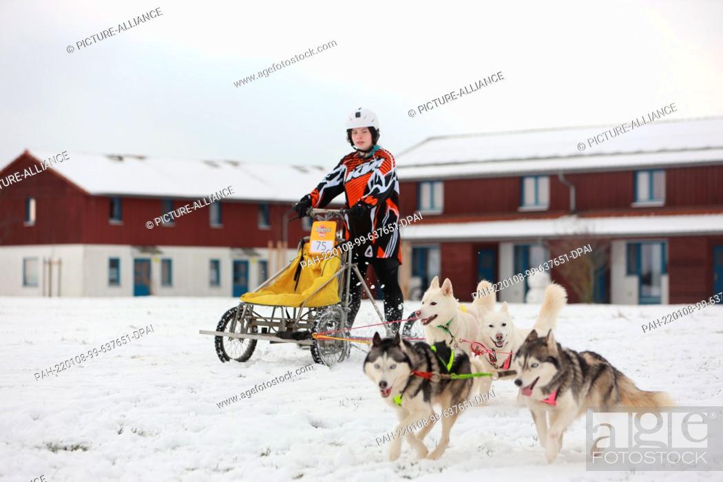 Stock Photo: 08 January 2022, Saxony-Anhalt, Hasselfelde: Sled dogs race across the grounds of Pullman City western town. This year, 70 participants took to the starting.