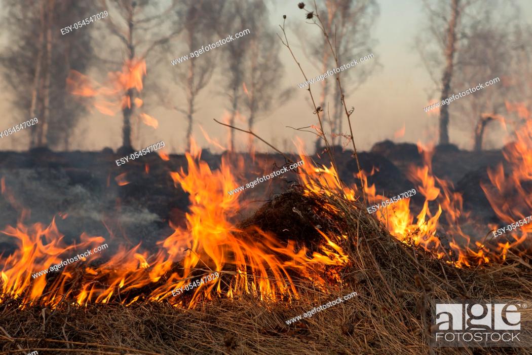 Stock Photo: Forest fire burning, Wildfire close up at day time.