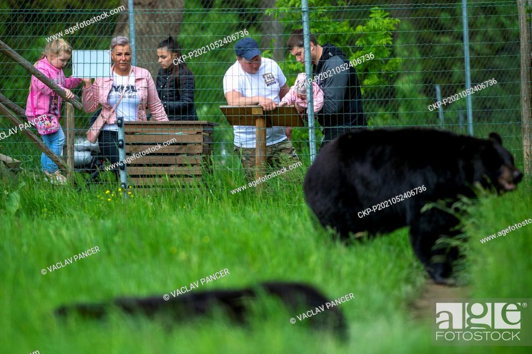 Stock Photo: American black bear (Ursus americanus) is seen in the Tabor Zoo, Czech Republic, on May 24, 2021. (CTK Photo/Vaclav Pancer).