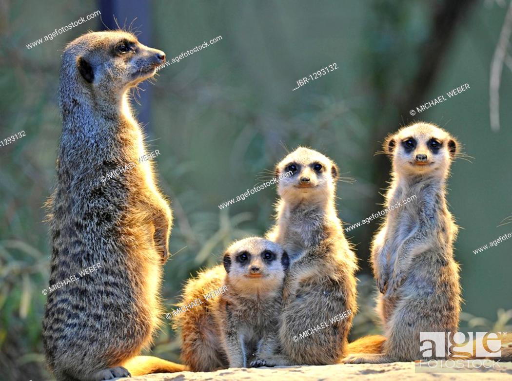 Meerkats (Suricata Suricatta), three young animals, family, Stock Photo,  Picture And Rights Managed Image. Pic. IBR-1293132 | agefotostock