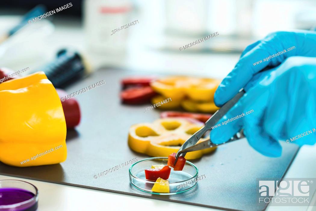 Stock Photo: Quality control food safety inspector working with vegetables in a laboratory.
