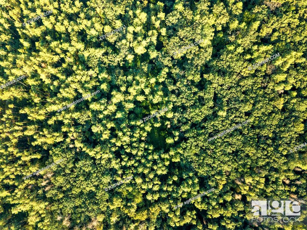 Imagen: Top view of green trees on a sunny day. Deciduous forest as a background for the layout. Aerial view from the drone. Environmental conservation concept.