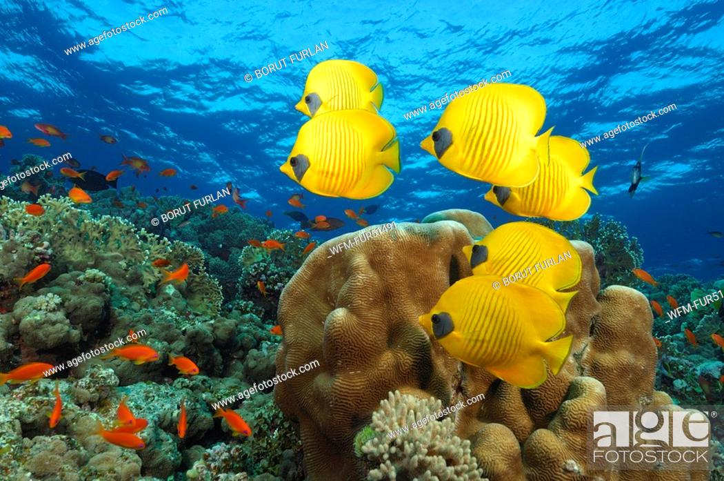 Stock Photo: Lemon Butterflyfishes, Chaetodon semilarvatus, Elphinstone Reef, Red Sea, Egypt.