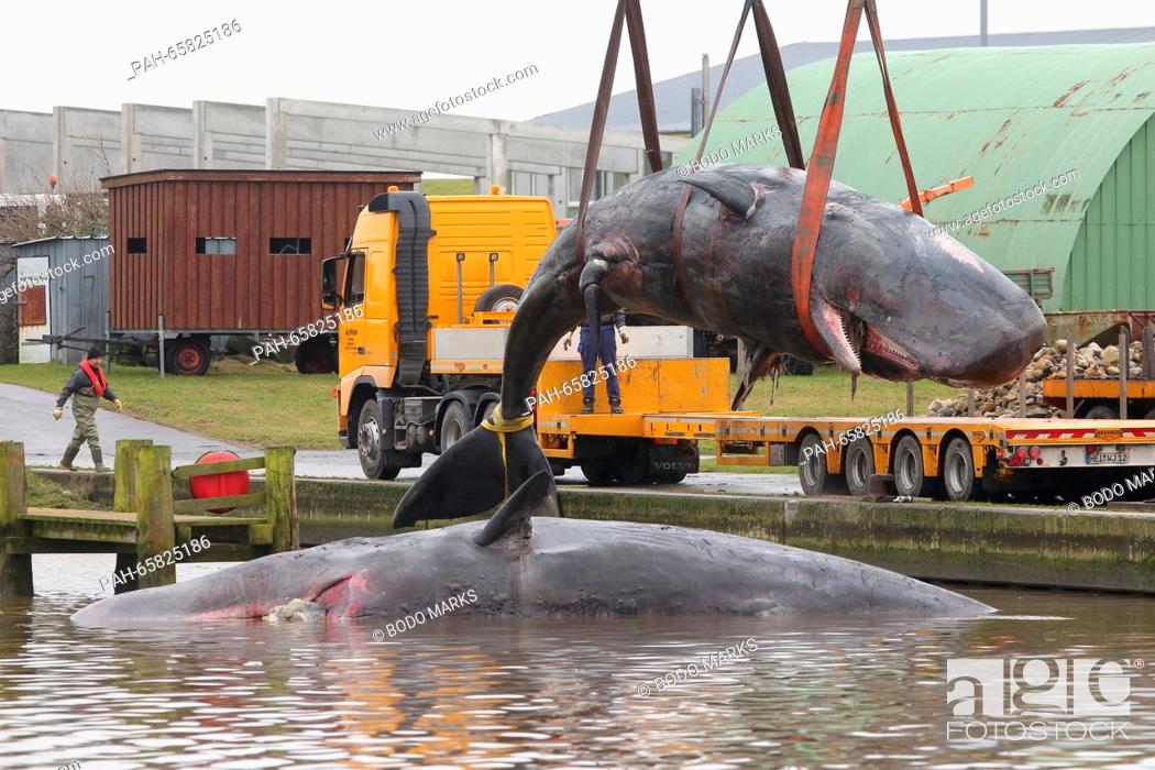 Stock Photo: Two dead sperm whales that were found beached off the coast of Buesum are moved from the port of Meldorf, Germany, 06 February 2016.