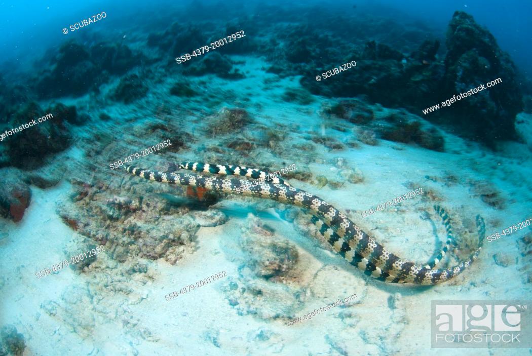 Stock Photo: Black headed sea snake, Hydrophis melanocephalus, Two snakes mating, Kapalai, Sabah, Borneo, Malaysia.