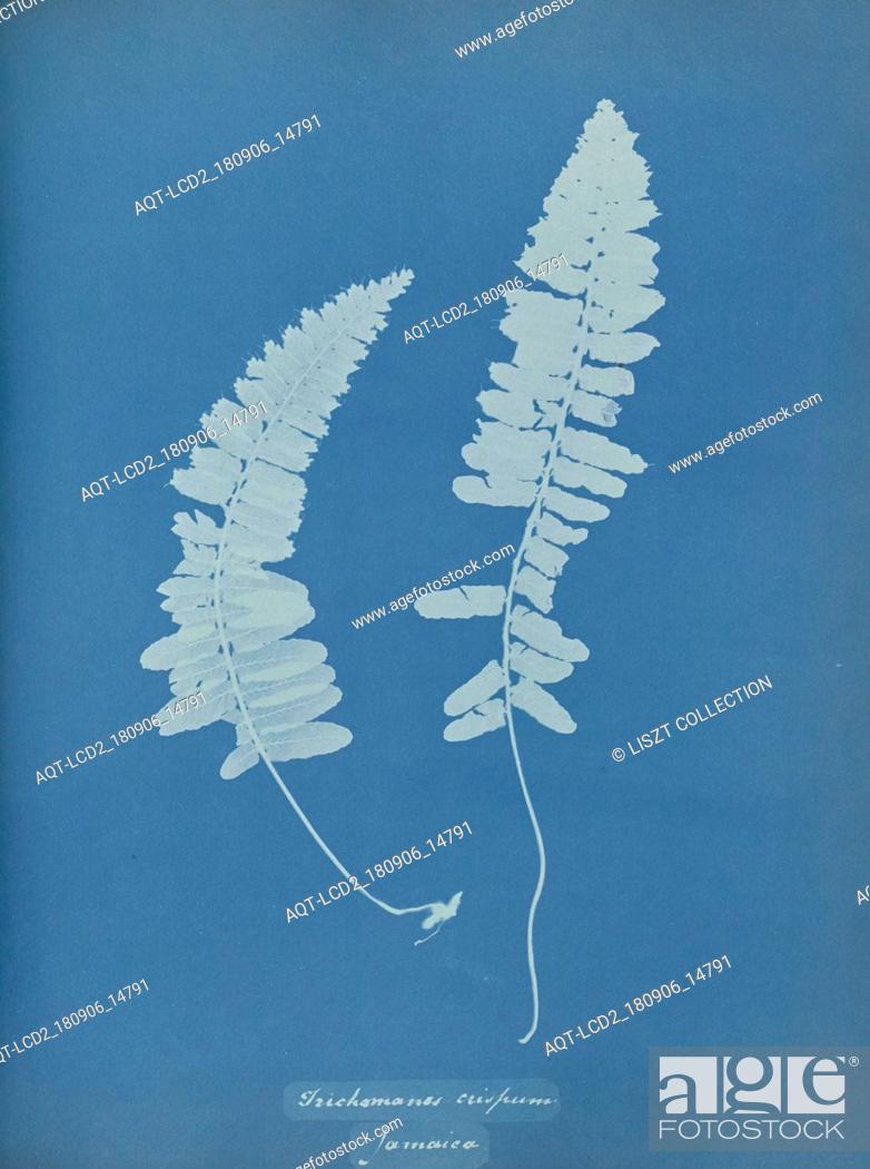 Stock Photo: Trichomanes crispum, Jamaica; Anna Atkins (British, 1799 - 1871); England; 1853; Cyanotype; 25.4 × 19.4 cm (10 × 7 5, 8 in.).