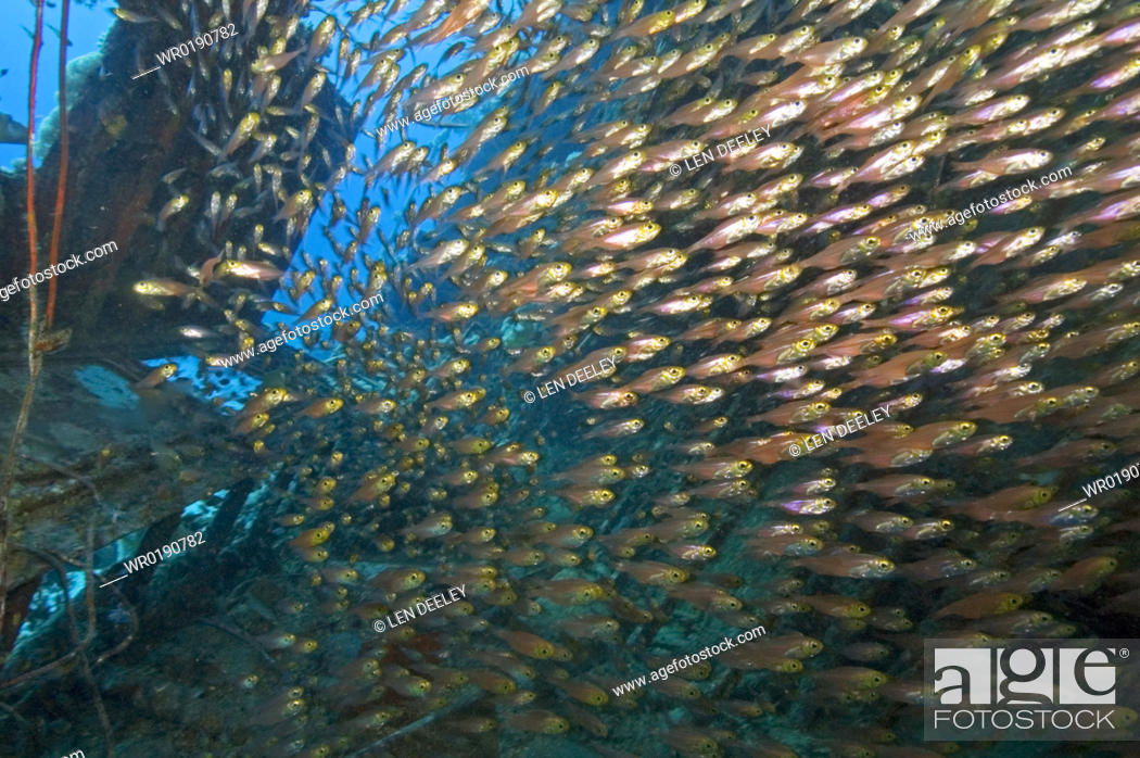 Stock Photo: Glassfish, sweepers Parapriacanthus sp in wreck of American Yacht, Abu Galawa Sugair, Egyptian Red Sea.