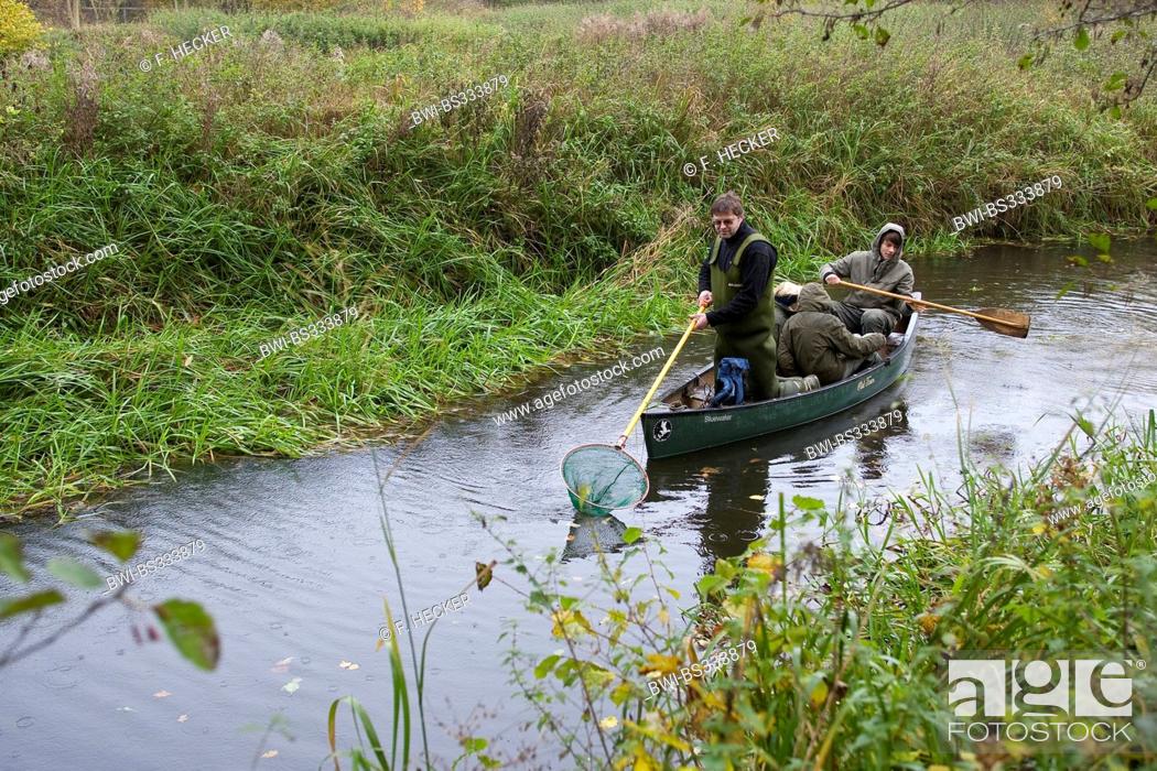 Stock Photo: electrofishing in a brook for research purposes, Germany.