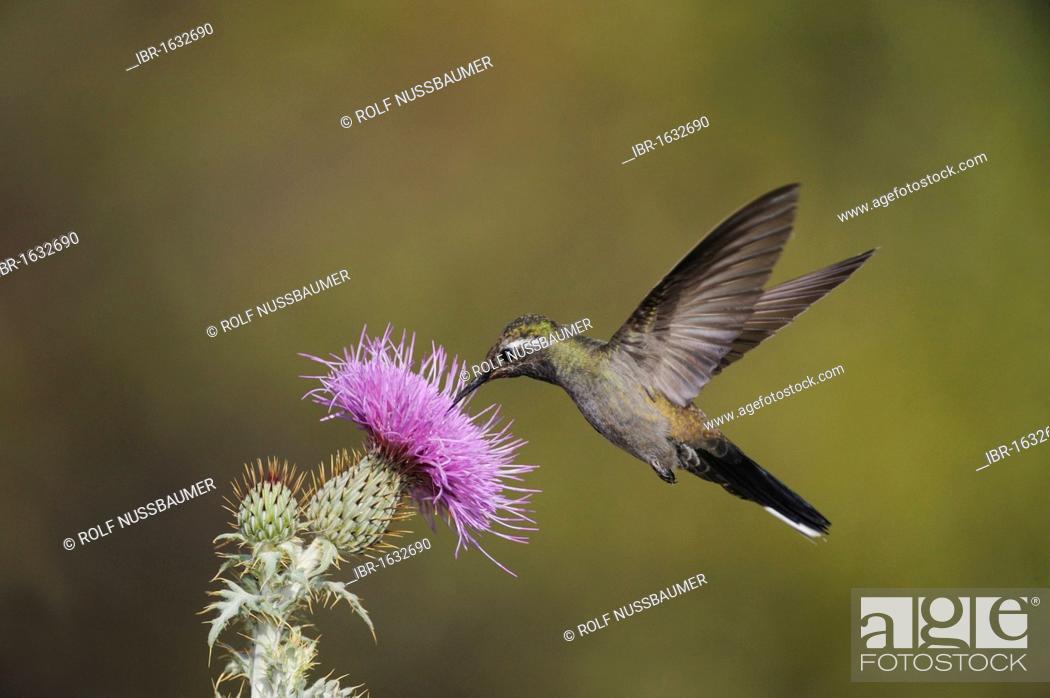 Stock Photo: Blue-throated Hummingbird (Lampornis clemenciae), male feeding on blooming Texas thistle (Cirsium texanum), Chisos Basin, Chisos Mountains.