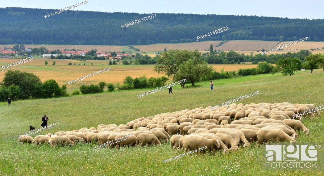 Imagen: Shepherd Bernd Angelroth herds sheep during the 22nd Thuringian Shepherd Festival in Hohenfelden,  Germany, 03 August 2013.