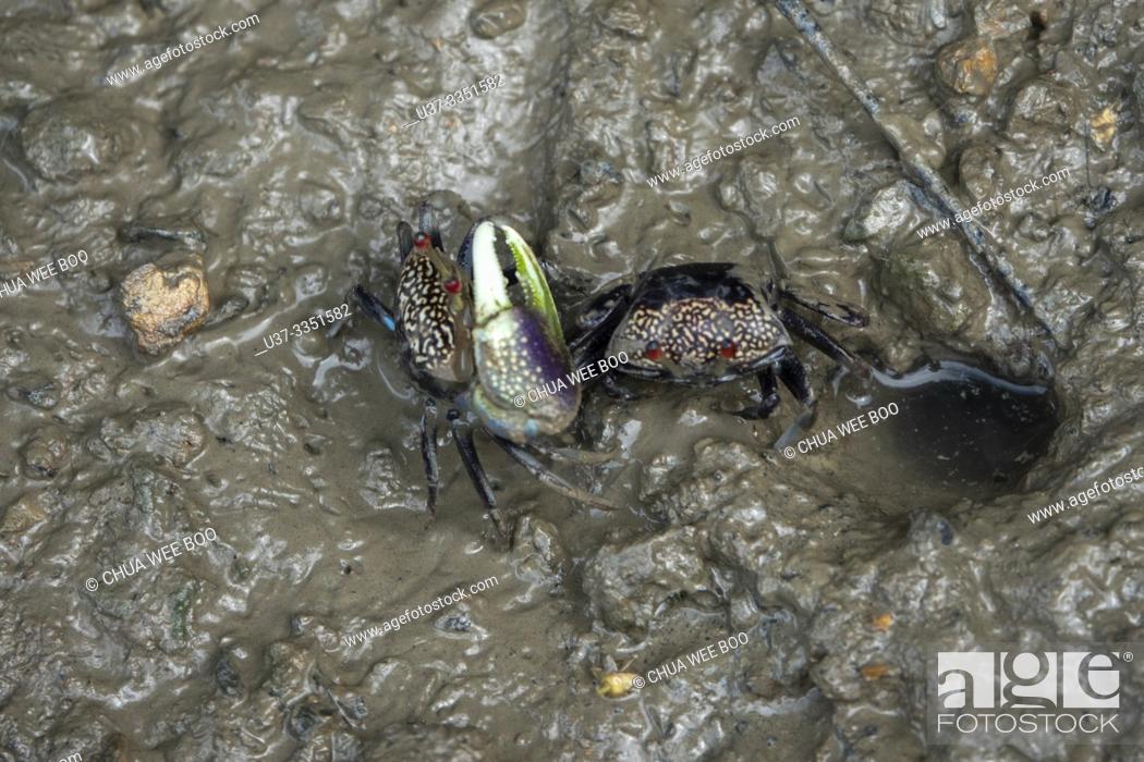 Stock Photo: Mud Crabs, Sungai Apong, Kuching, Sarawak, Malaysia.