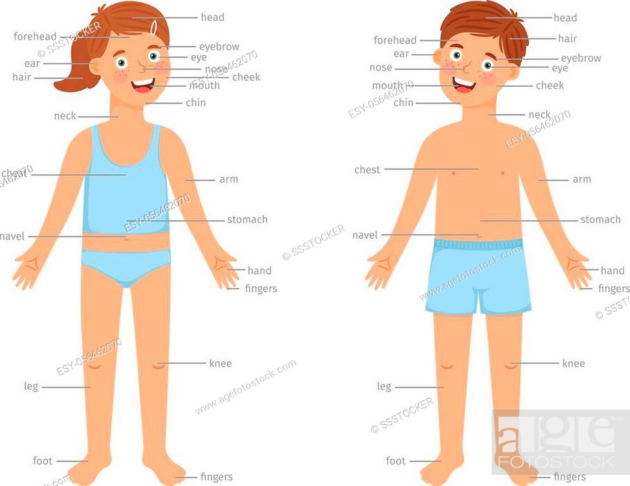Kids body parts infographic. Vector human body education infographics with  cartoon boy and girl..., Stock Vector, Vector And Low Budget Royalty Free  Image. Pic. ESY-056462070 | agefotostock