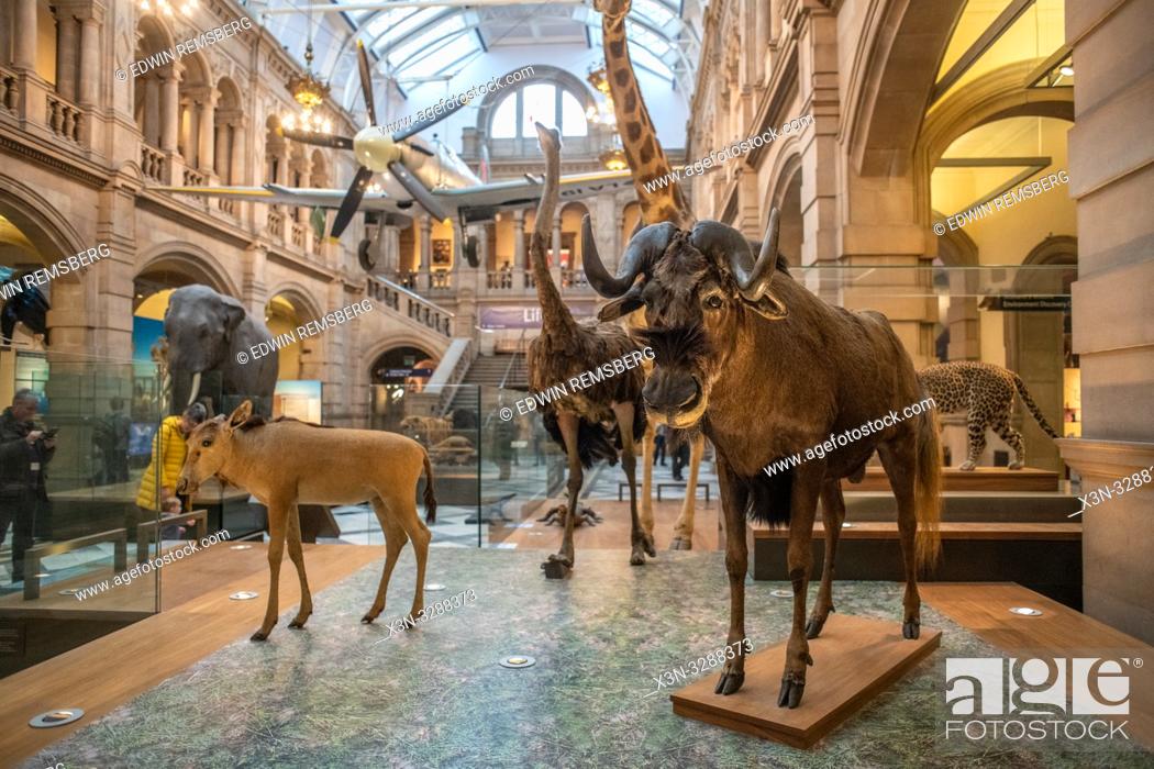 Stuffed animals in the Kelvingrove Museum in Glasgow, Scotland, Stock  Photo, Picture And Rights Managed Image. Pic. X3N-3288373 | agefotostock