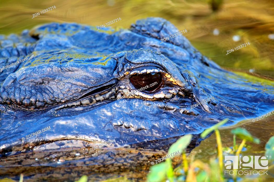 Stock Photo: Portrait of Alligator (Alligator mississippiensis) floating in water.