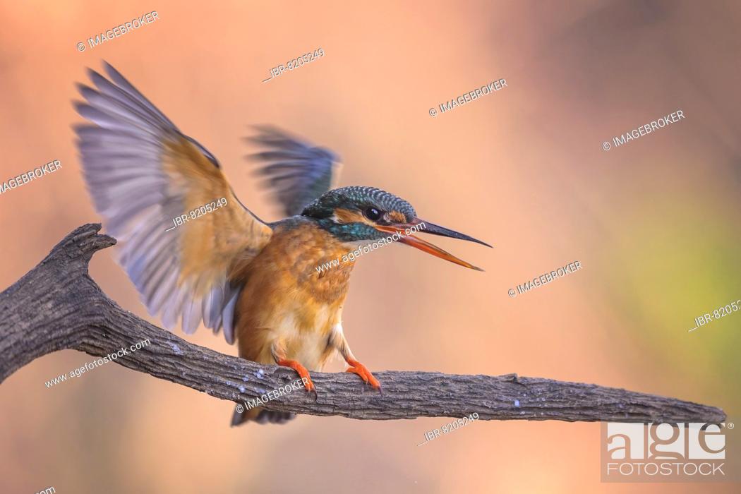 Stock Photo: Common kingfisher (Alcedo atthis) female, spreading wings to defend territory, sunrise, March sun, Middle Elbe Biosphere Reserve, Saxony-Anhalt, Germany, Europe.