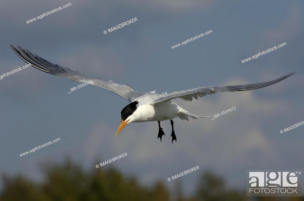 Stock Photo: Royal Tern (Sterna maxima) adult, in flight, Florida (U.) S. A.