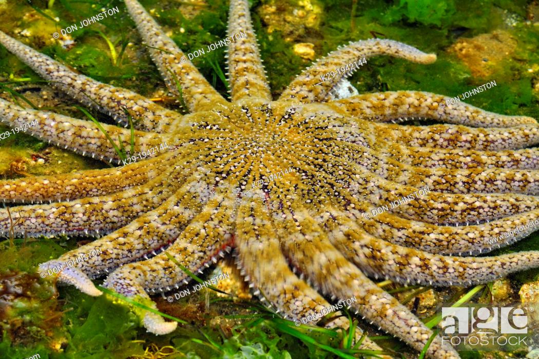 Sunflower star (Pycnopodia helianthoides), Haida Gwaii (Queen Charlotte  Islands) Gwaii Haanas NP, Stock Photo, Picture And Rights Managed Image.  Pic. K29-1942144 | agefotostock