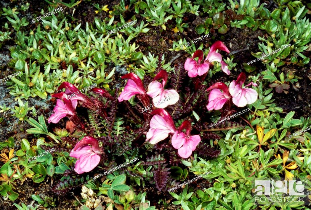 Stock Photo: Kerner's lousewort (Pedicularis kerneri), Scrophulariaceae.