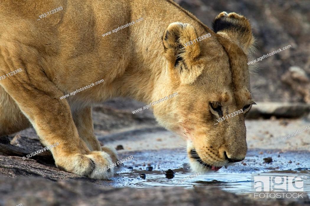 Stock Photo: A lioness drinks from a small puddle of water in the Masai Mara.