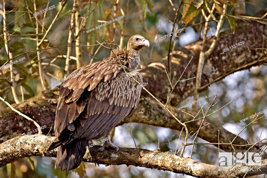 Stock Photo: Slender-billed Vulture (Gyps tenuirostris) in Kaziranga National Park in Assam, Northeast India, Asia.