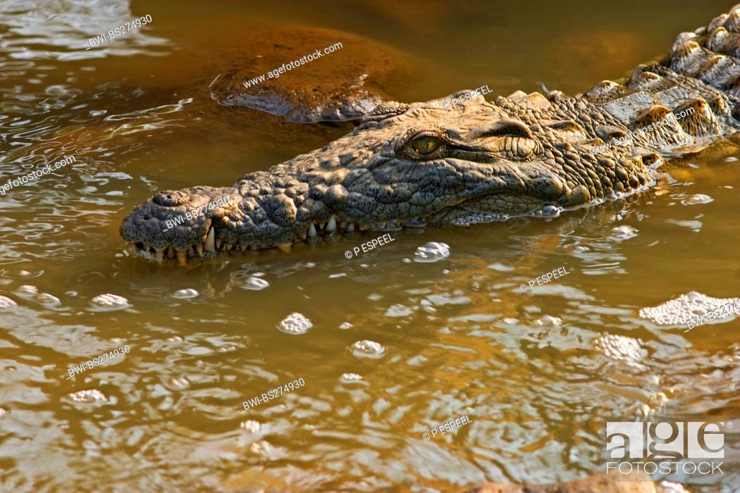 Imagen: Nile crocodile Crocodylus niloticus, in river, South Africa, Kwazulu-Natal, Ndumo Game Reserve.