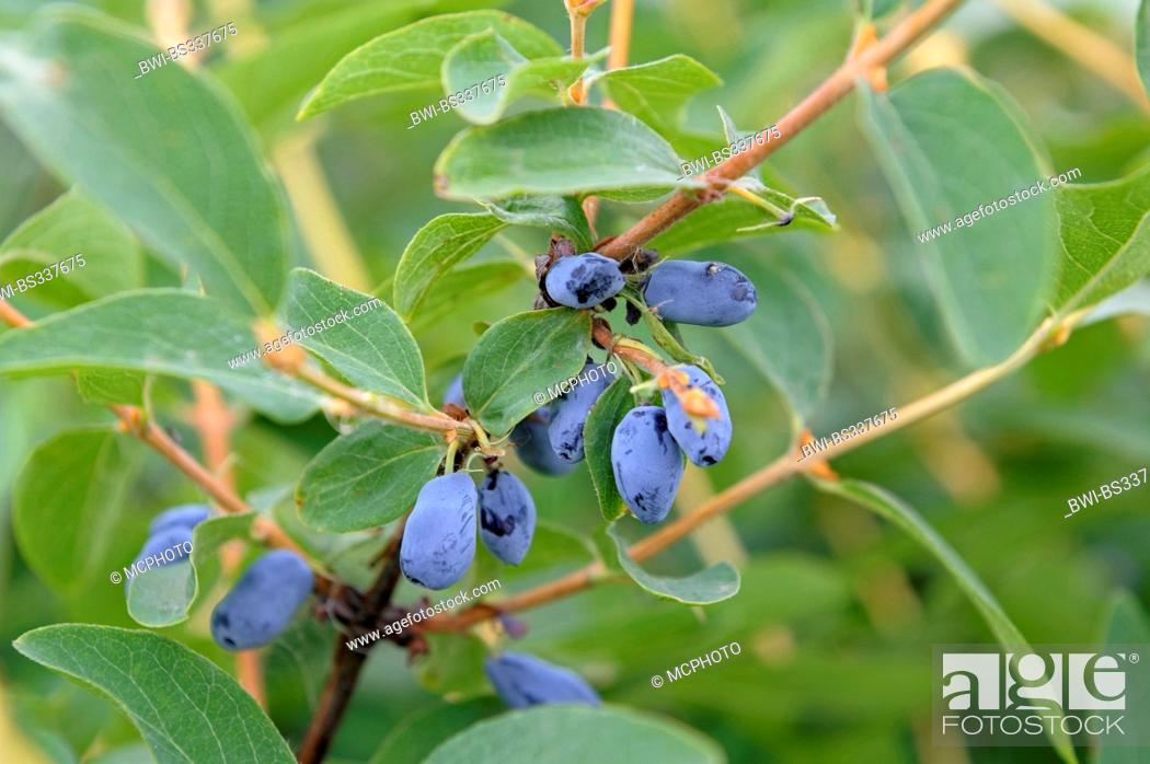 Stock Photo: Blue-berried honeysuckle, Bluefly honeysuckle, Sweetberry honeysuckle (Lonicera caerulea var. kamtschatica), branch with fruits.