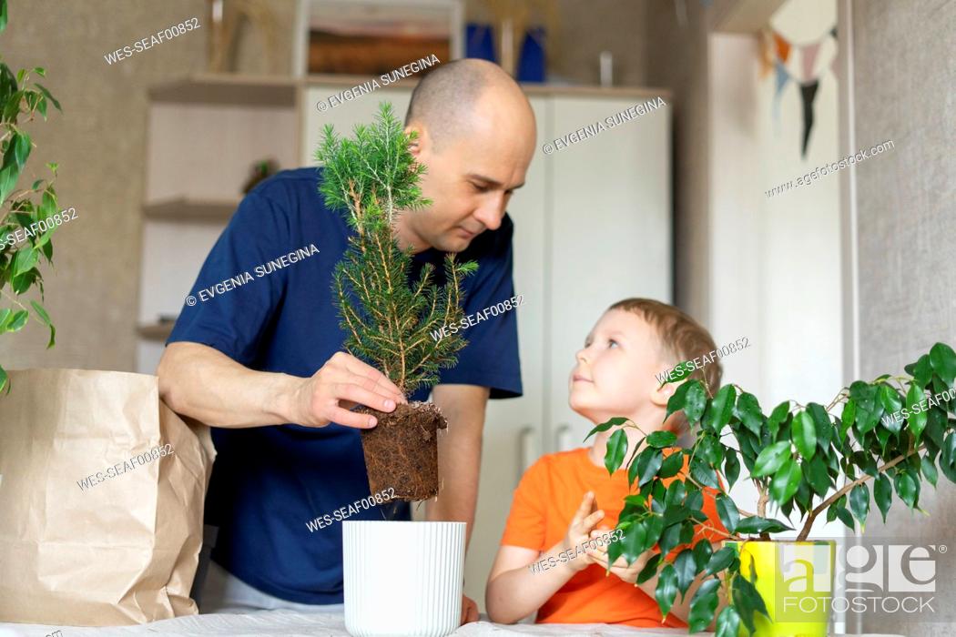 Stock Photo: Father teaching transplanting to son at home.