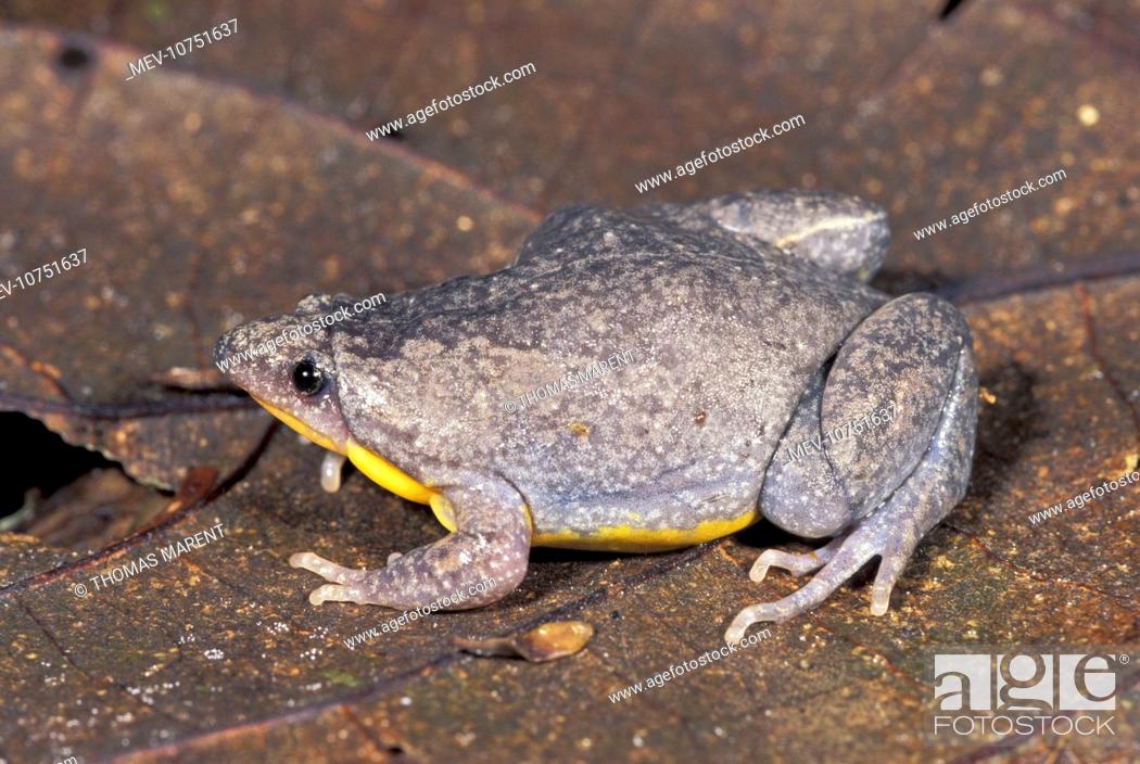 Stock Photo: Narrow-mouthed Frog (Microhylidae).