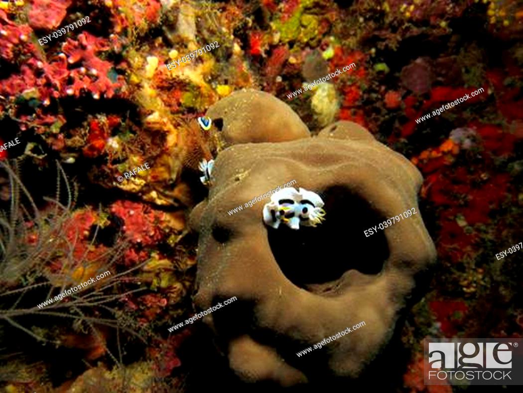 Photo de stock: Pacific Nudibranch.