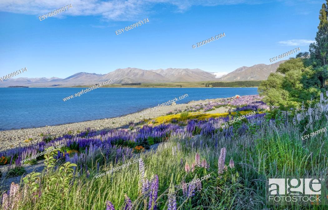 Stock Photo: Riparian scenery including lots of lupine flowers around Lake Pukaki at the South Island of New Zealand.