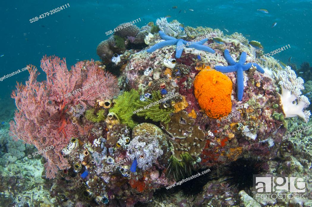 Stock Photo: A sea fan, feathers stars, Blue Sea Stars, Linckia laevigata, tunicates, and soft corals on a small bommie, Taliabu Island, Sula Islands, Indonesia.